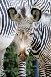 At less than a day old, the unnamed foal, is already comfortably exploring her new home with her mother, Topaz, never too far away.
