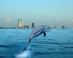 Gulf of Mexico vacation destinations,beach vacation destinations,GUlf Coast beaches,U.S.Gulf Coast Beaches,island vacations