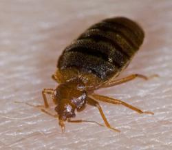 Bed Bugs in Licking County Rising, My Cleaning Products Offers ...