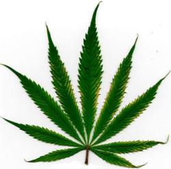 Cannabis Leaf