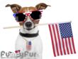 Funny Fur Announces Independence Day Safety Tips and Sale