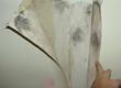 Black Mold Remains a Problem in Meridian School, My Cleaning Products...