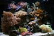 As Weekend Temperatures Soar, Marine Depot Helps Aquarium Owners Beat...
