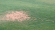 Senske Services Recommends Proper Watering and Maintenance to Save...