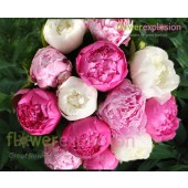 peonies for wedding bouquets