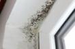 Mold Troubles Residents of Sandy Flooded 12 Topping St., My Cleaning...