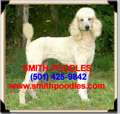 parti standard poodle puppies