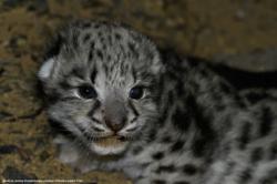 a curious little snow leopard cub