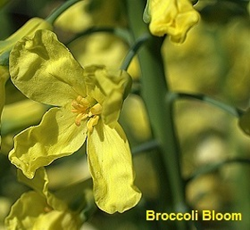Broccoli Bloom
