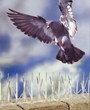 Angry Birds Eating the Garden? Absolute Bird Control(R) has the Solution to Bird Problems