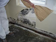 Important Tips and Advice about Mold Damage by ServiceMaster by Singer