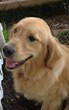 State-Wide Service Dog Organization Names Pup in Honor of Wolfson Children's Hospital in Jacksonville, FL