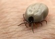 Connecticut Based Exterminator Announces New Tick Guard Program
