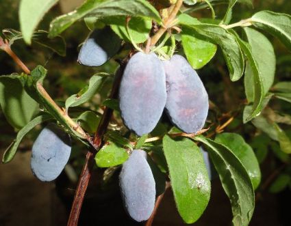 berries unlimited llc introduces top superfood to north berries unlimited llc introduces top superfood to north
