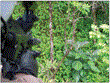 Herbicide Ballistic Technology—For Weed Control in Hard-To-Reach...
