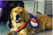 University Researcher, International Assistance Dog Week Founder...