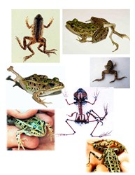 mutated frogs, malformed limbs,