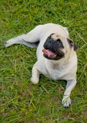 A pug dog pants in the heat.