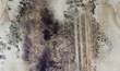 Black Mold Presence Leads to Demolition of Brewer House, My Cleaning...