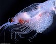 Top Health Benefits of Krill Oil Review Revealed by Health News Wires