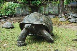 A Seychelles Giant Tortoise (Dipsochelys hololissa)