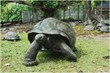 Keeping the Seychelles Island Giant Tortoises Off the Endangered...