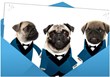 Doozy Cards Announces the Most Popular Pet eCards