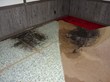 Black Mold Brings Ohio Coach Life-Threatening Illness, My Cleaning...