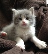 East Bay SPCA Asks Public to Donate Items for Kittens in Need