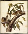 Buffalo Bill Center of the West Debuts "Audubon and Friends"...