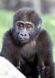 Blackpool Zoo's baby Western lowland gorilla Meisie