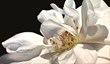 McColl Fine Art Presenting Works by Artist Deborah Bigeleisen