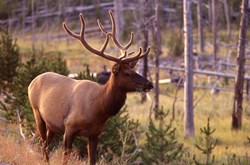Yellowstone elk