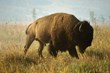 Wyoming Inn Opens World’s Largest Thomas D. Mangelsen Photography...