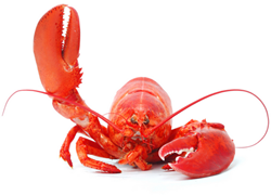 Maine lobster delivery service - free Super Bowl commercial