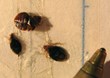 Bed Bugs Plague Ohio University Dormitory, My Cleaning Products...