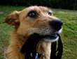 Dallas-Based Park Cities Pet Sitter, Inc. to Offer a Basic Obedience...