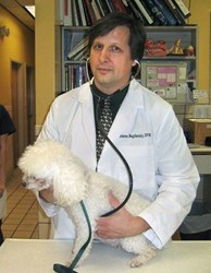 Veterinarian Dr. Bogdansky examines a white dog at his veterinary clinic in Miami, FL