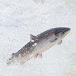 Atlantic Salmon Federation Seeks Environmental Sustainability in 2014