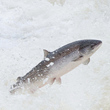 ASF Pleased With Large Salmon Returns in Quebec Rivers, But Concerns...