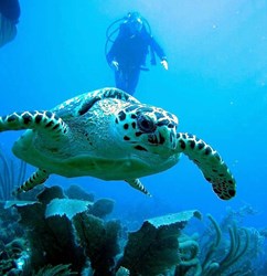 Diver and turtle in Belize