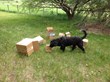 Citizen Canine Dog Training in Longmont Now Offers K9 Nose Work...