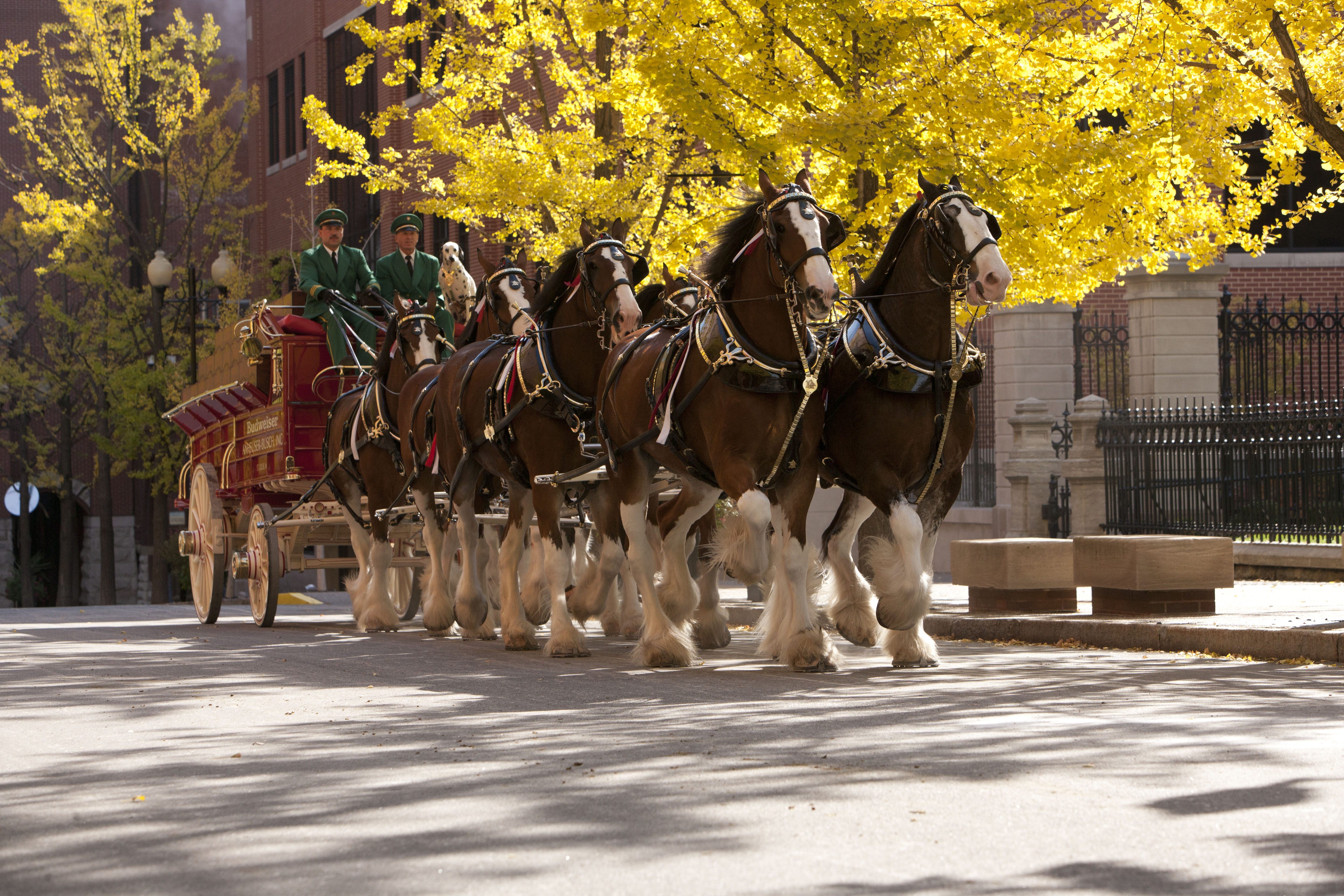 Don't Miss the World Famous Clydesdales; They Will Be Making an