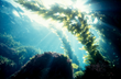 Natural Remedies Under the Sea: Zion Health Releases Seaweed Face Mask...