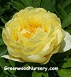 Greenwood Nursery Announces Addition of the Bartzella Itoh Peony to...