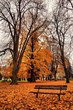 Tips on How to Manage Fall Allergies