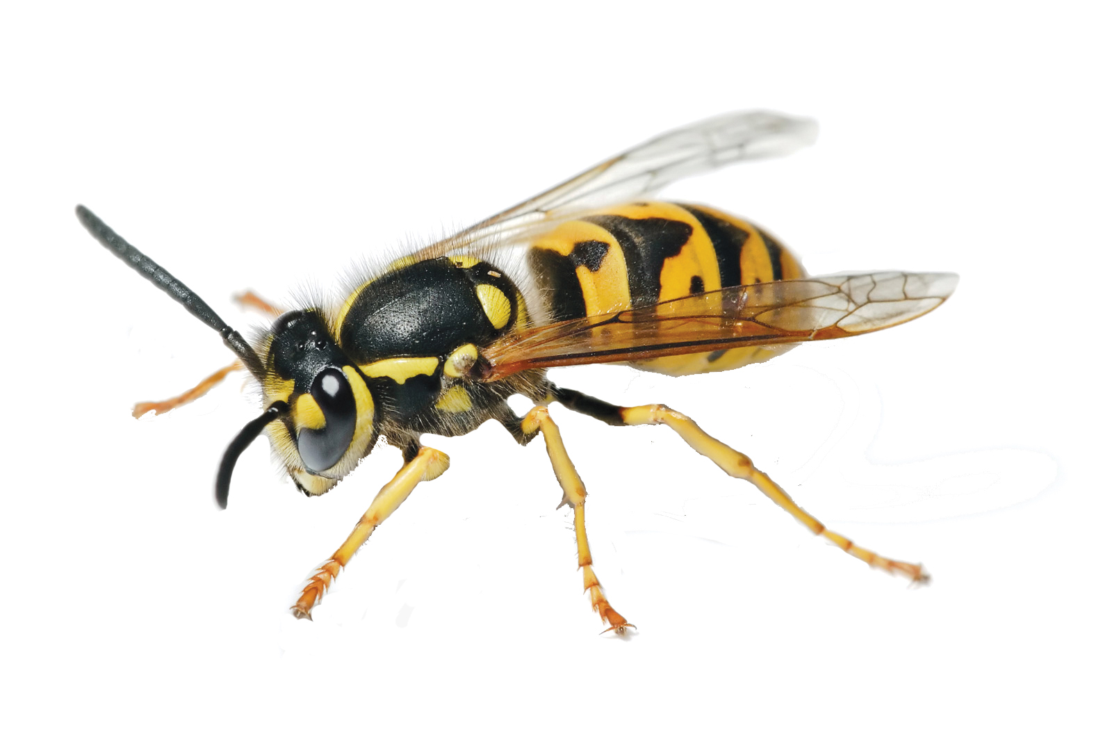 Hungry, Aggressive Yellowjackets Descend in the Fall