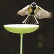 It’s Time to Stock up for Autumn and Grab a Bargain in Garden Bird’s...