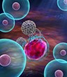 The new approach involves identifying donors who make the most potent version of specialized immune cells called natural killer (NK) cells. Illustrated is an NK cell destroying a cancer cell.