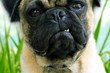 K9 Dog Park Launches Behavior Adjustment Training For Reactive Dogs.